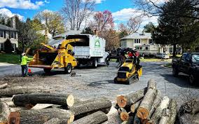 Best Leaf Removal  in Tioga, TX