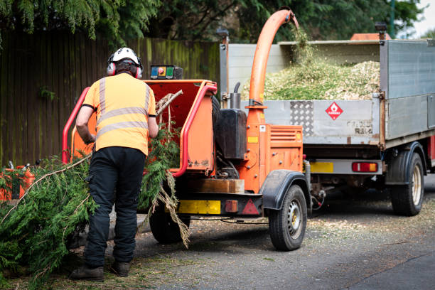 Best Tree Risk Assessment  in Tioga, TX