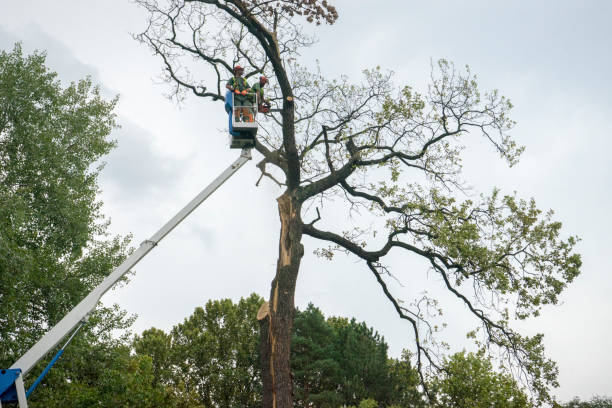 Best Tree Mulching  in Tioga, TX