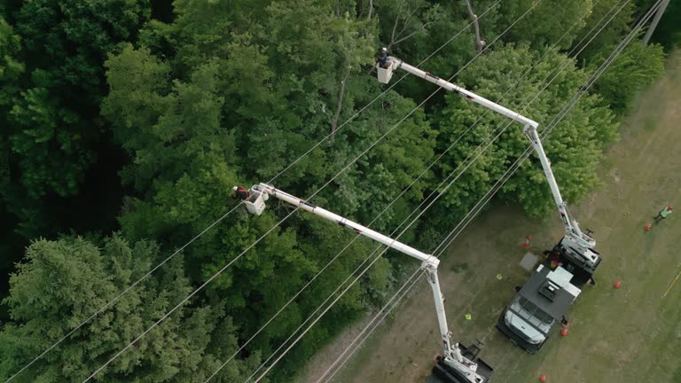 Best Hazardous Tree Removal  in Tioga, TX