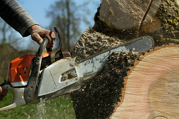 How Our Tree Care Process Works  in  Tioga, TX