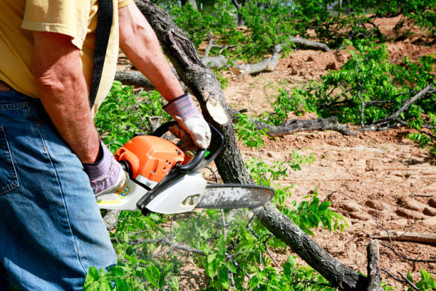 How Our Tree Care Process Works  in  Tioga, TX